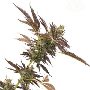 Gelato Auto from Seed City Seeds