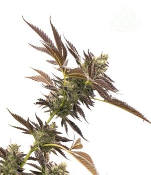 Gelato Auto