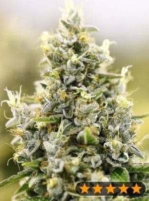 Gelato Auto