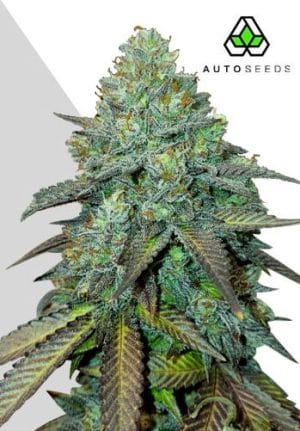 Gelato Auto