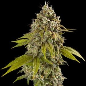 Female seeds – Super Strength – Indoor – Gelato Auto strain – image 1 – from Spliff Seeds via Seed City