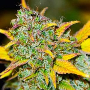 Gelato Autoflower