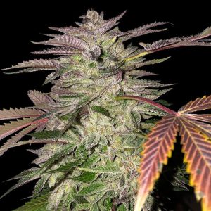 Gelato Cake from TH Seeds