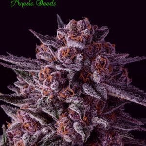 Gelato Dream cannabis seeds – Female seeds – Sativa-leaning – 12/12 Photoperiod – image 1 from Seed City