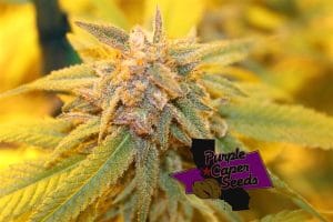 Gelato Zkittlez
