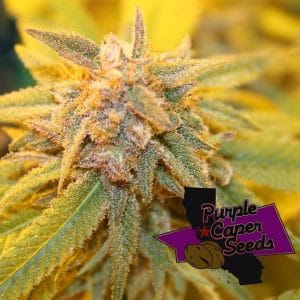 Gelato Zkittlez from Purple Caper Seeds