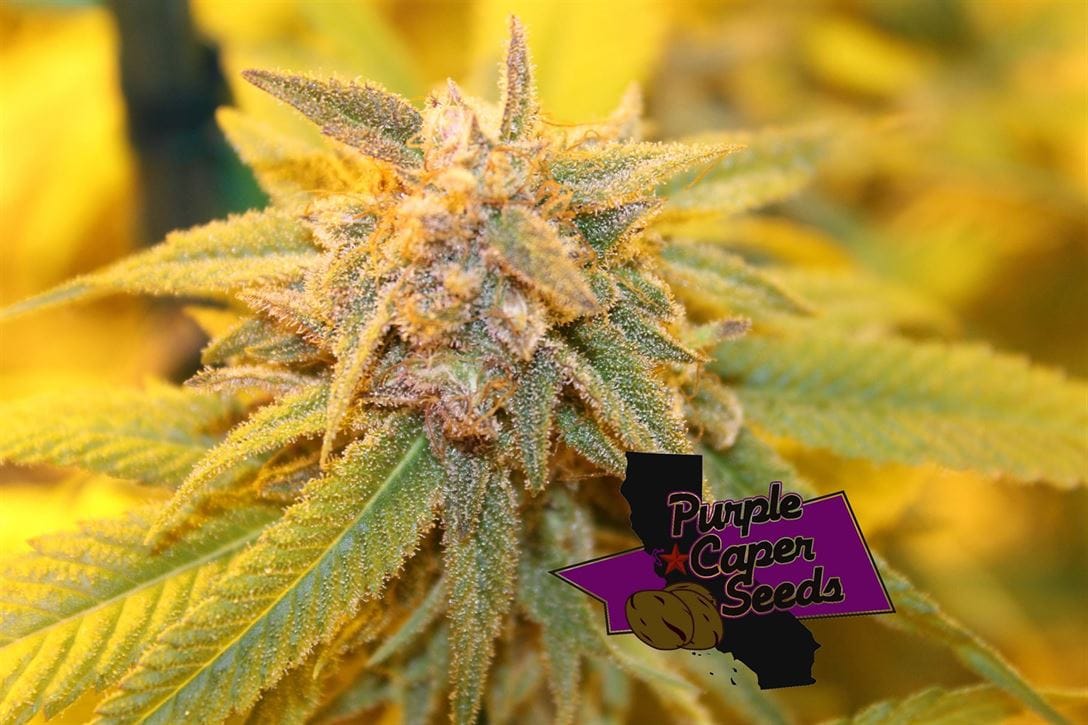 ◆ ジェラ Gelato Zkittlez 大麻の種子 | Purple Caper Seeds