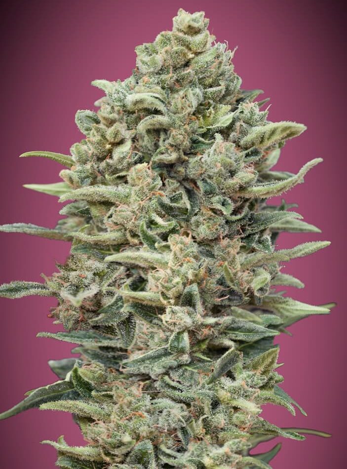 Gelato #33 FAST from Advanced Seeds