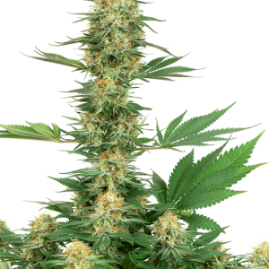 Gelato #420 cannabis seeds – Female seeds – 12/12 Photoperiod – Mostly Indica – image 1 from Seed City