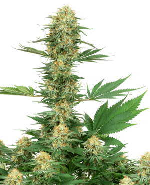 Gelato #420
