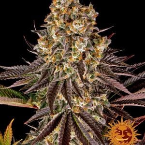 Gelato 45 by Barneys Farm Seeds – 12/12 Photoperiod – Euphoric – Mostly Indica – image 1 – Seed City