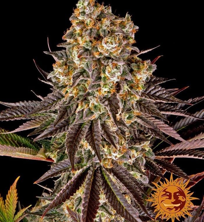 Gelato 45 by Barneys Farm Seeds – 12/12 Photoperiod – Euphoric – Mostly Indica – image 1 – Seed City