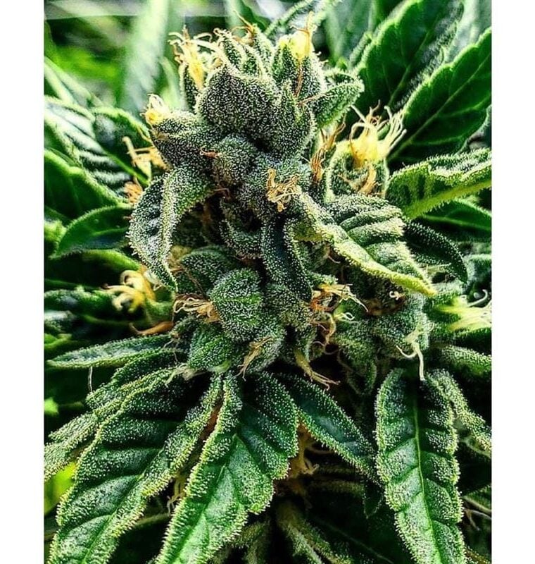 Gelato al Limone cannabis seeds – Female seeds – Vanilla – High Yielding – image 1 from Seed City