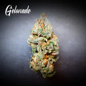 Image 1 of Gelonade cannabis by TasteBudz Seeds – Super Strength – Good for outdoor grow – 12/12 Photoperiod – Seed City
