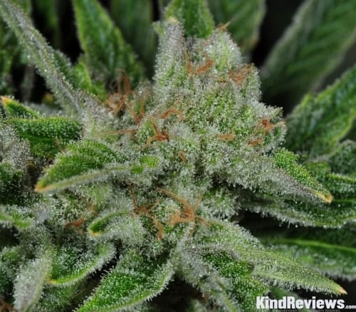showing Indoor – 12/12 Photoperiod – Mostly Sativa – image 1 – Seed City
