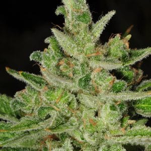 Ghost Train Haze #9 from Rare Dankness Seeds