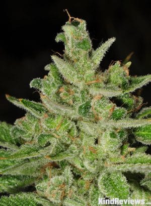 Ghost Train Haze #9