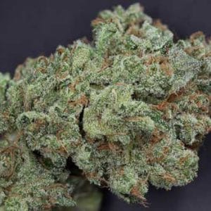 Ghost Train Haze #1 from Rare Dankness Seeds