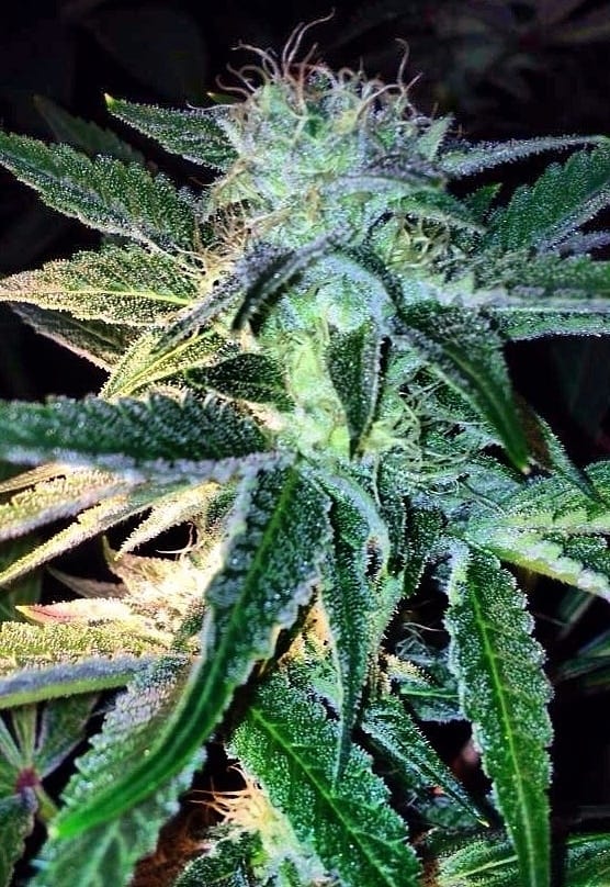 Ghost of Lee Roy from Rare Dankness Seeds