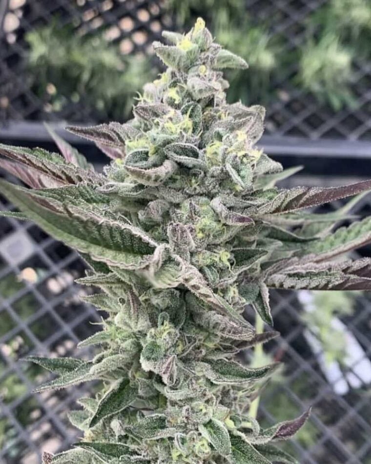 Ginger Mints by Symbiotic Genetics – Guaranteed female plants – Relaxing – 12/12 Photoperiod – image 1 – Seed City