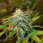showing 12/12 Photoperiod – Female seeds – Stress Relief – image 3 – Seed City