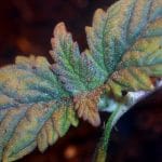 Girl Scout Crack cannabis seeds – 50% Indica/50% Sativa – 12/12 Photoperiod – Sweet – image 7 from Seed City