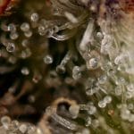 Sweet – Indoor – Female seeds – Girl Scout Crack strain – image 13 – from Seedsman Seeds via Seed City