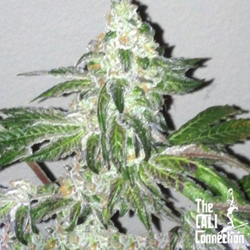 Girl Scout Cookies cannabis seeds – Good for outdoor grow – Guaranteed female plants – Minty – image 1 from Seed City
