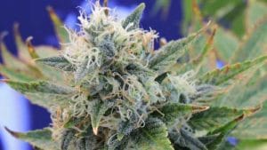 Girl Scout Cookies