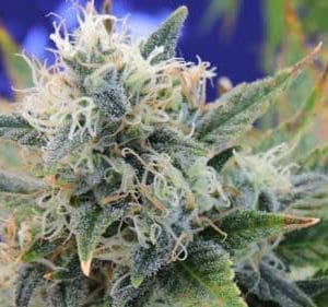 Girl Scout Cookies by Original Sensible Seeds – Indica Dominant – 12/12 Photoperiod – Euphoric – image 1 – Seed City