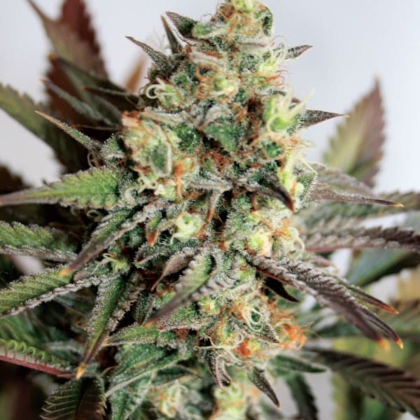 Girl Scout Cookies from Garden of Green
