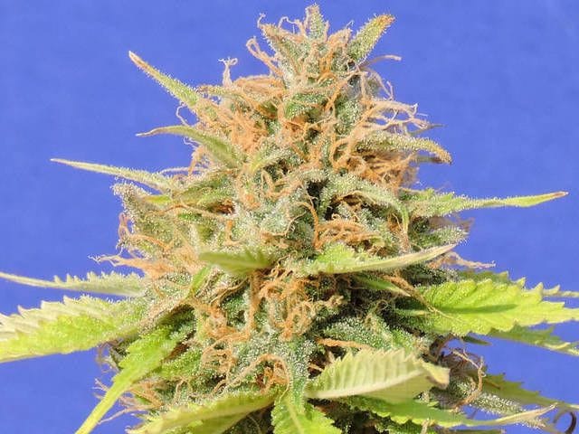 Girl Scout Cookies Auto cannabis seeds – Cerebral – Feminized – Indoor – image 1 from Seed City