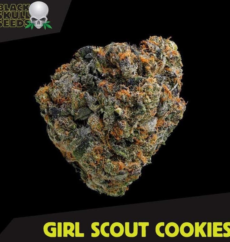Girl Scout Cookies by Blackskull Seeds – Depression – 12/12 Photoperiod – Musky – image 1 – Seed City