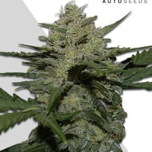 Girl Scout Cookies Auto cannabis seeds – Super Strength – Mostly Sativa – High Yielding – image 1 from Seed City