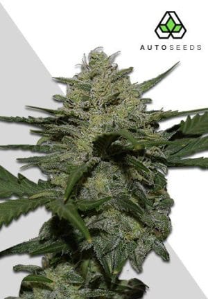 Girl Scout Cookies Auto
