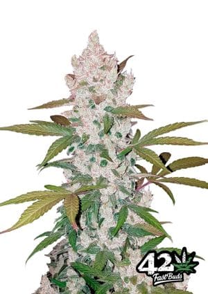 Girl Scout Cookies