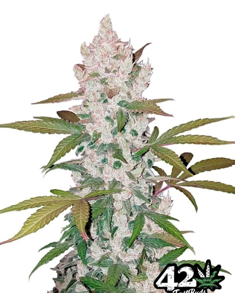 Girl Scout Cookies by FastBuds – Dairy – Indoor – Auto-Flowering – image 1 – Seed City