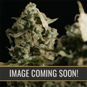 Honey – Super Strength – Creative – Girl Scout Cookies Auto strain – image 1 – from BlimBurn Seeds via Seed City