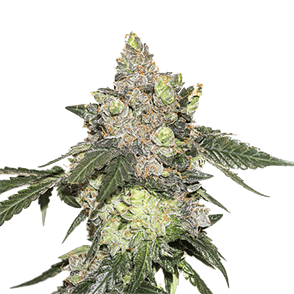 Image 1 of Girl Scout Cookies cannabis by Seed Stockers – Nausea – 12/12 Photoperiod – Outdoor – Seed City