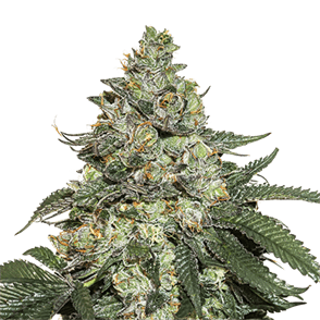 Image 1 of Girl Scout Cookies Auto cannabis by Seed Stockers – Sweet – Feminized – Suited for indoor growing – Seed City