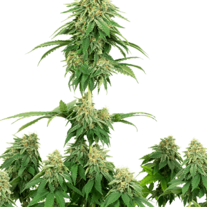 Girl Scout Cookies cannabis seeds – 50% Indica/50% Sativa – General Pain – Piney – image 1 from Seed City