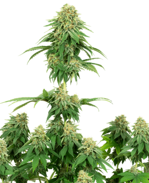 Girl Scout Cookies