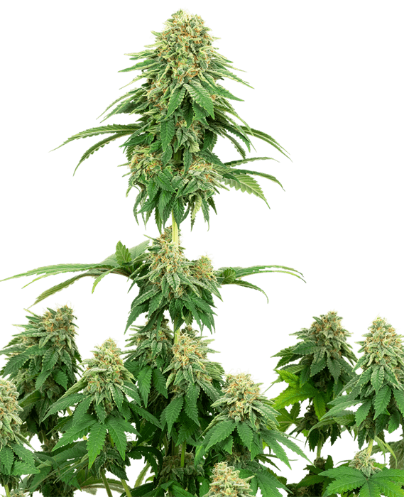 Girl Scout Cookies cannabis seeds – 50% Indica/50% Sativa – General Pain – Piney – image 1 from Seed City