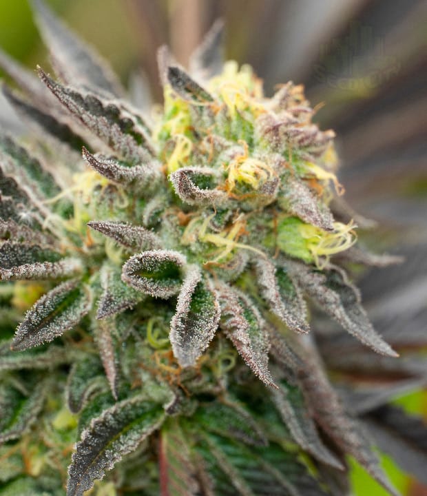 Girl Scout Cookies by Seed City Seeds – Outdoor cultivation – Earthy – Guaranteed female plants – image 1 – Seed City
