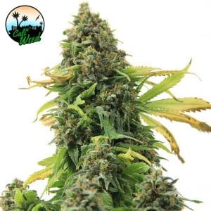 Girl Scout Cookies by Cali Weed Seeds – 50% Indica/50% Sativa – Super Strength – Indoor-friendly – image 1 – Seed City