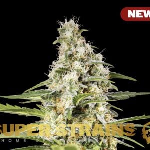 Girl Scout Cookies from Super Strains