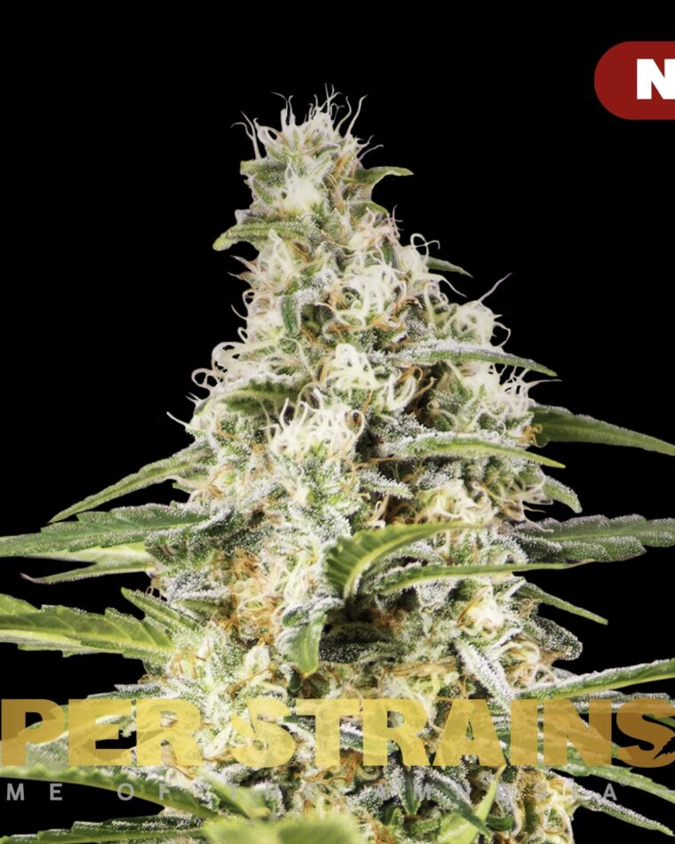 Girl Scout Cookies from Super Strains