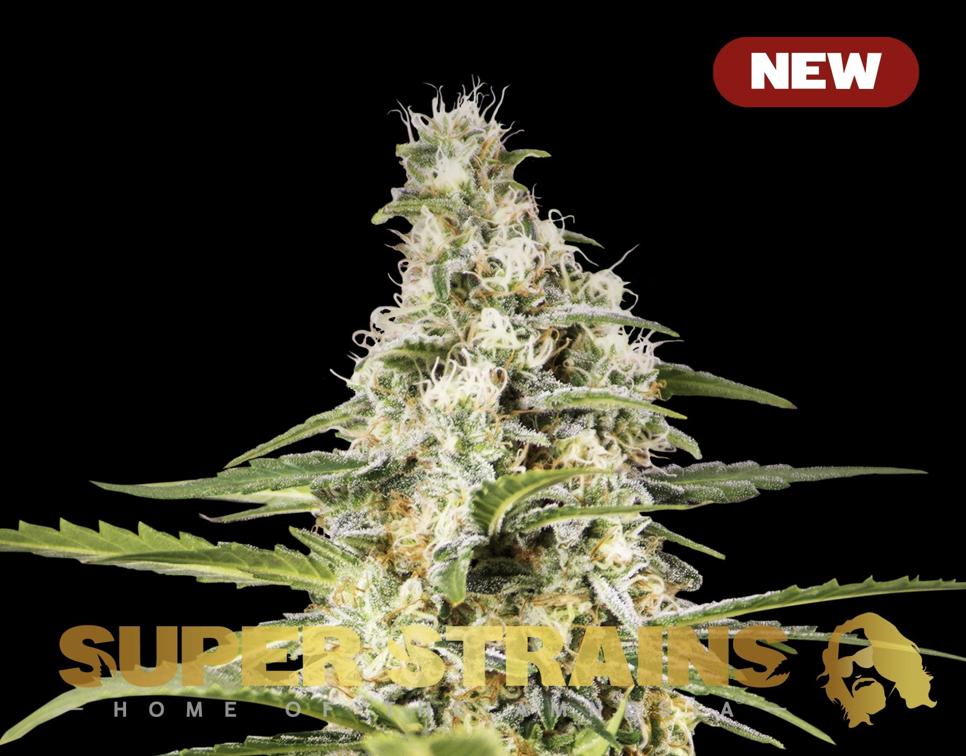 Girl Scout Cookies - Super Strains 大麻種子 - Seed City
