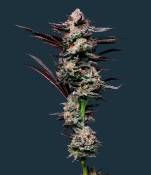 Girl Scout Cookies