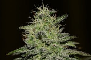 Girl Scout Crack